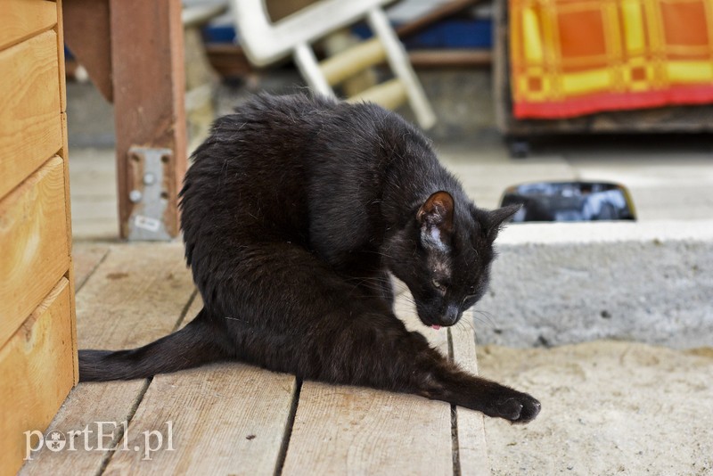 Galeria pod psem i kotem (Odc.7) zdjęcie nr 178809