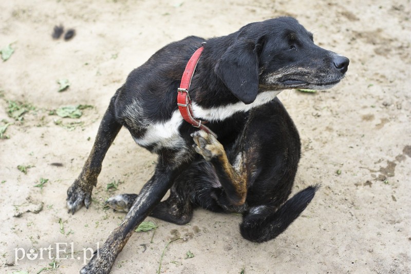 Galeria pod psem i kotem (Odc.7) zdjęcie nr 178800