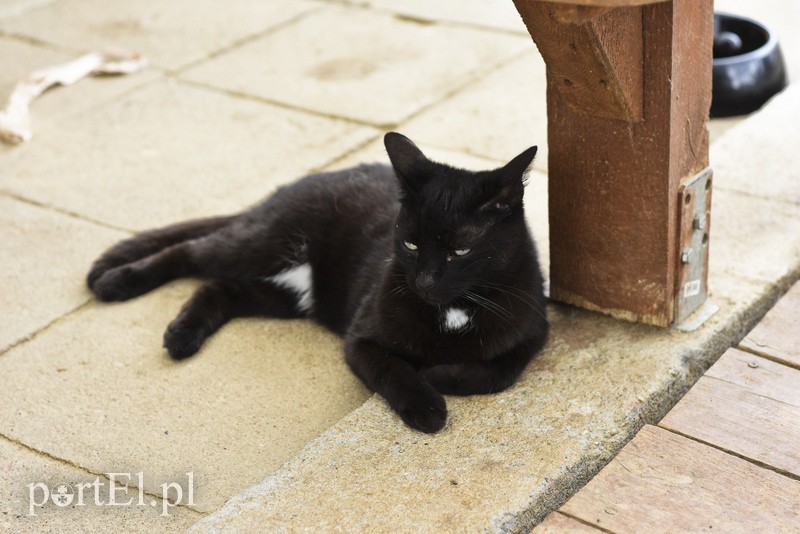 Galeria pod psem i kotem (Odc.7) zdjęcie nr 178804