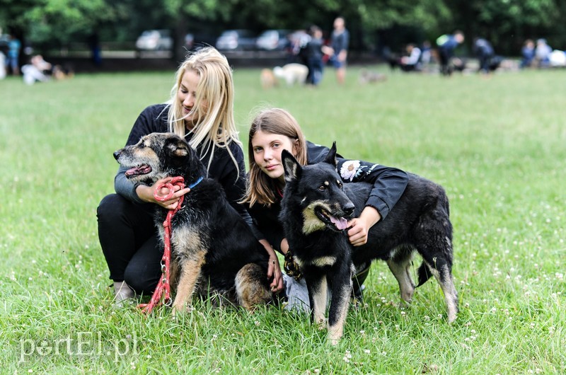 Rekordowy Bieg na Sześć Łap zdjęcie nr 179647