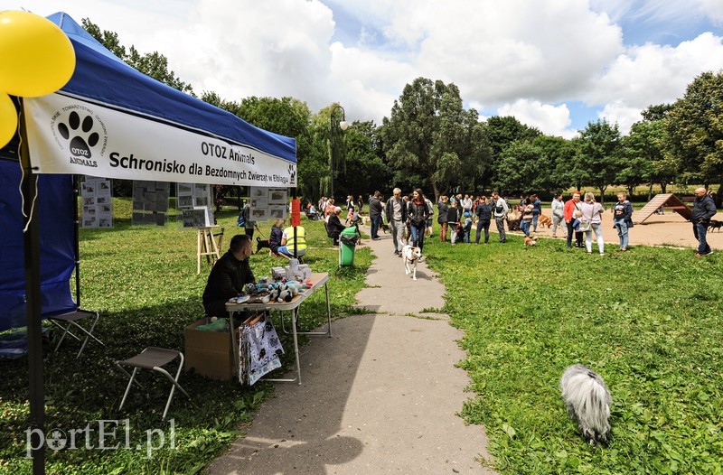 Elbląg Adopsiaki mają głos