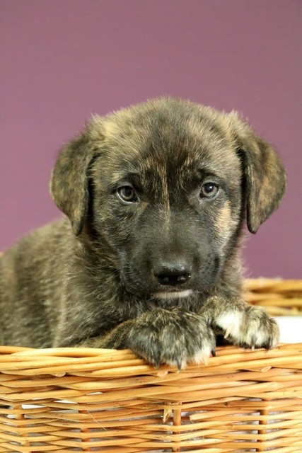 Galeria pod psem i kotem (Odc.10) zdjęcie nr 180749