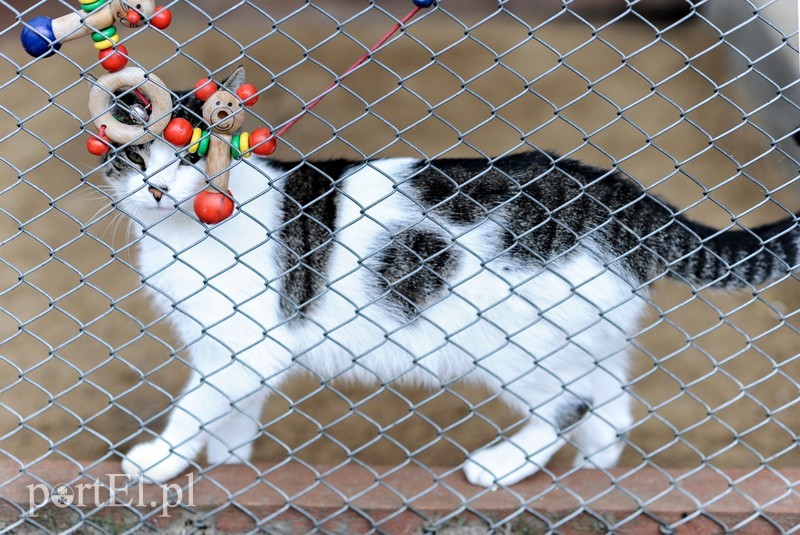 Galeria pod psem i kotem (Odc.11) zdjęcie nr 180987