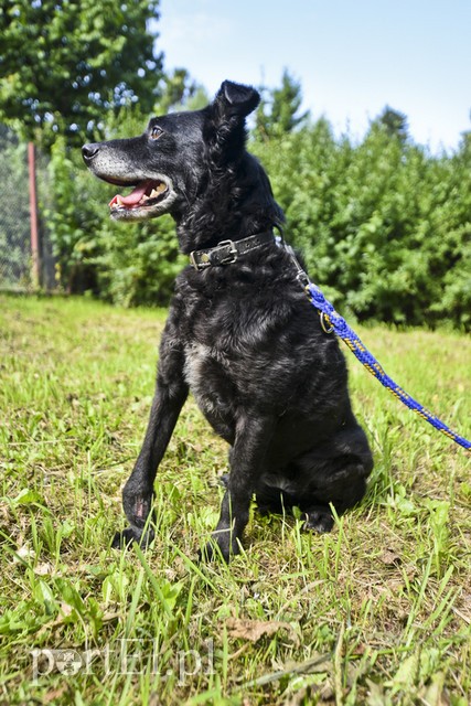 Galeria pod psem i kotem (Odc.11) zdjęcie nr 181043