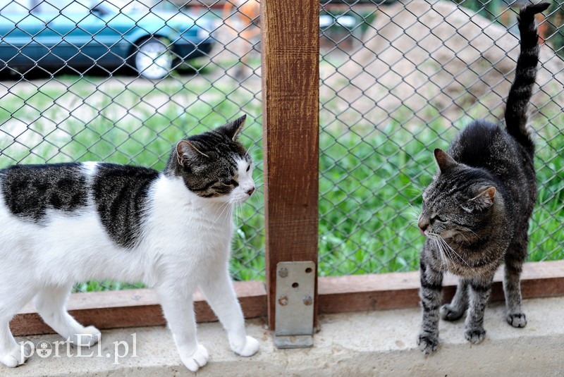 Galeria pod psem i kotem (Odc.11) zdjęcie nr 180986