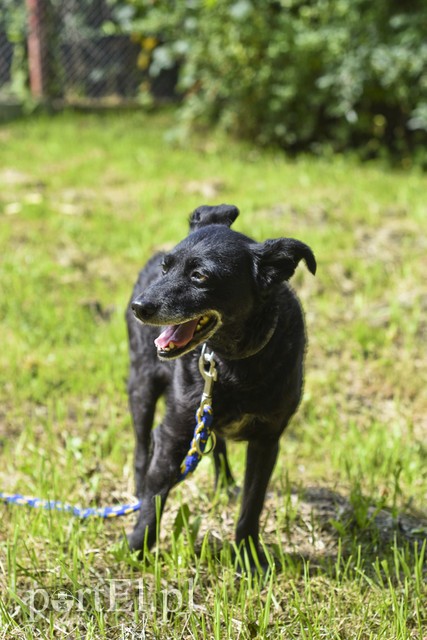 Galeria pod psem i kotem (Odc.11) zdjęcie nr 181039