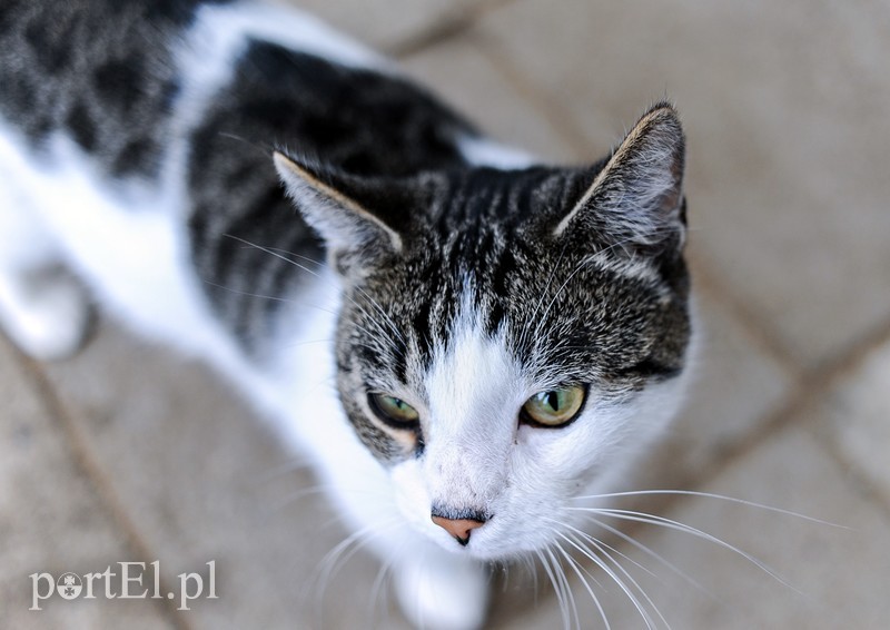 Galeria pod psem i kotem (Odc.11) zdjęcie nr 180981