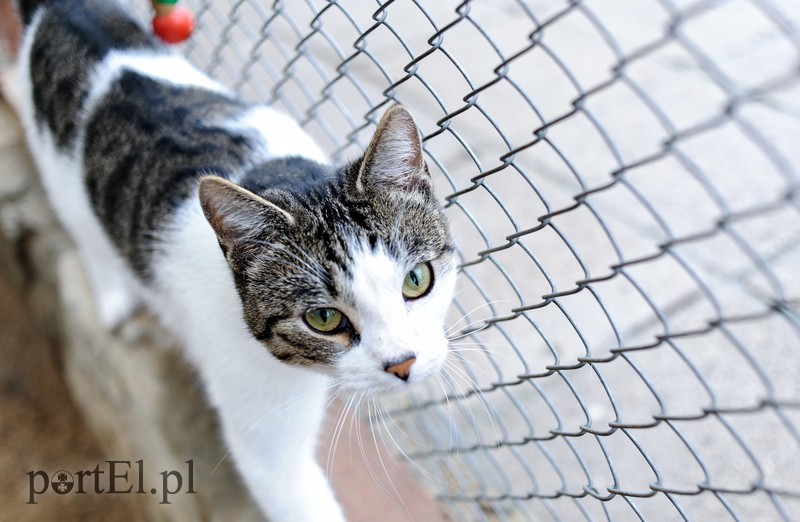 Galeria pod psem i kotem (Odc.11) zdjęcie nr 180985