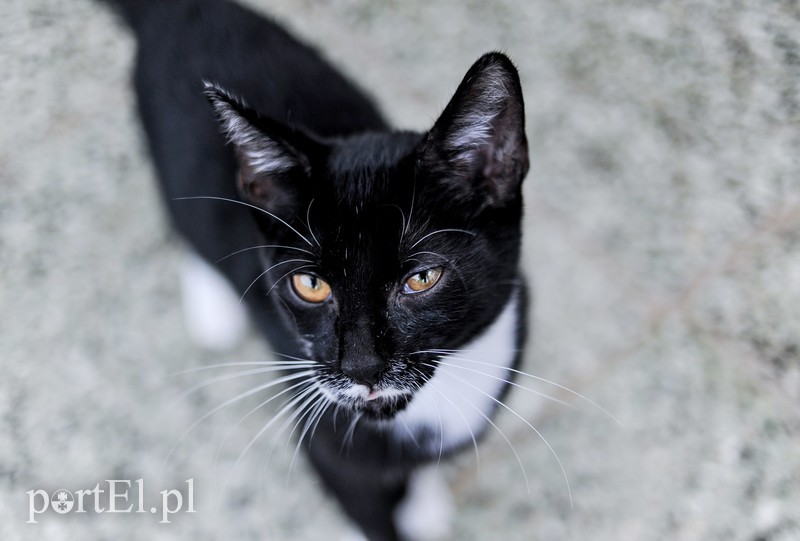 Elbląg Galeria pod psem i kotem (Odc.12)