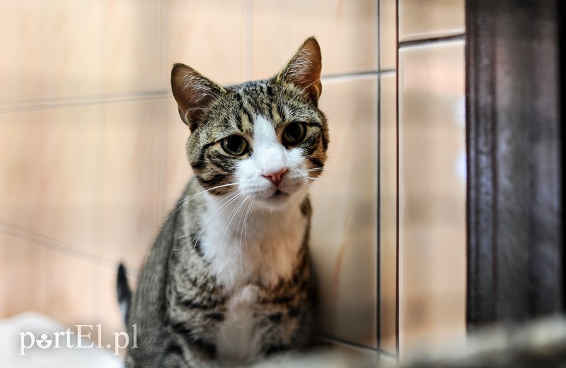 Elbląg Galeria pod psem i kotem (Odc.13)