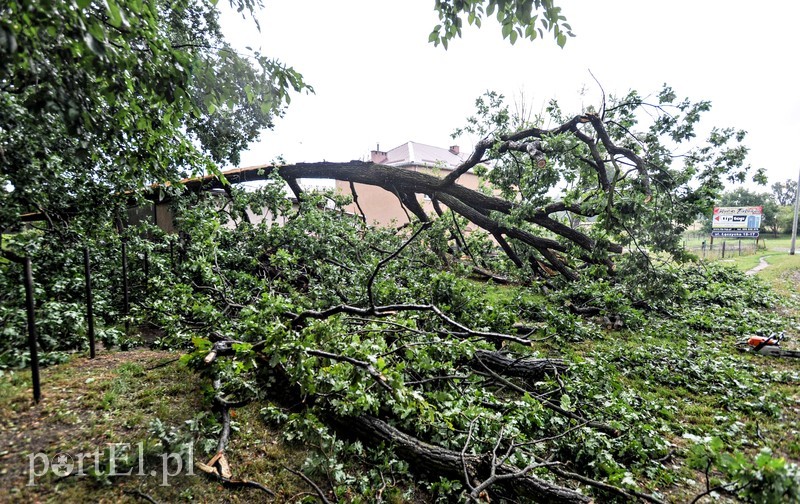 Drzewo runęło na samochód zdjęcie nr 181456