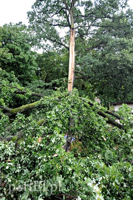 Drzewo runęło na samochód zdjęcie nr 181454