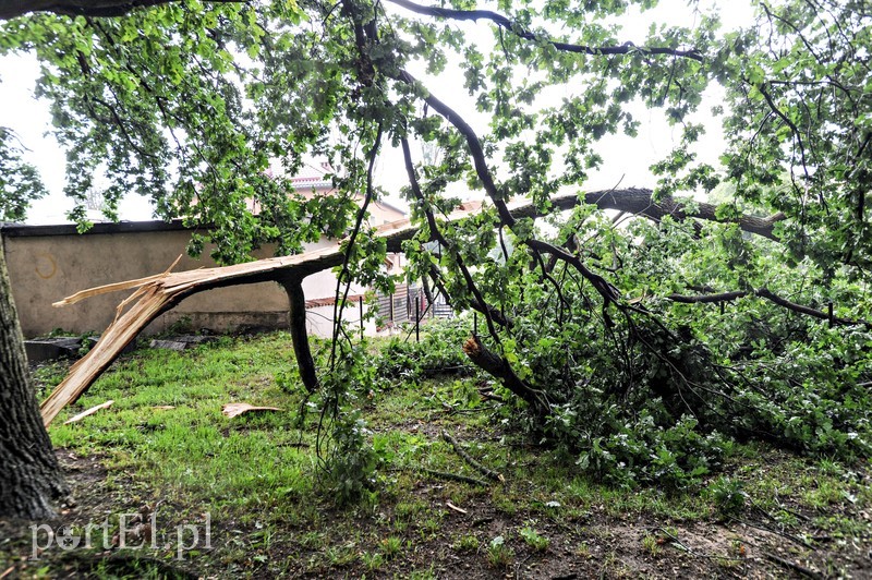 Drzewo runęło na samochód zdjęcie nr 181457