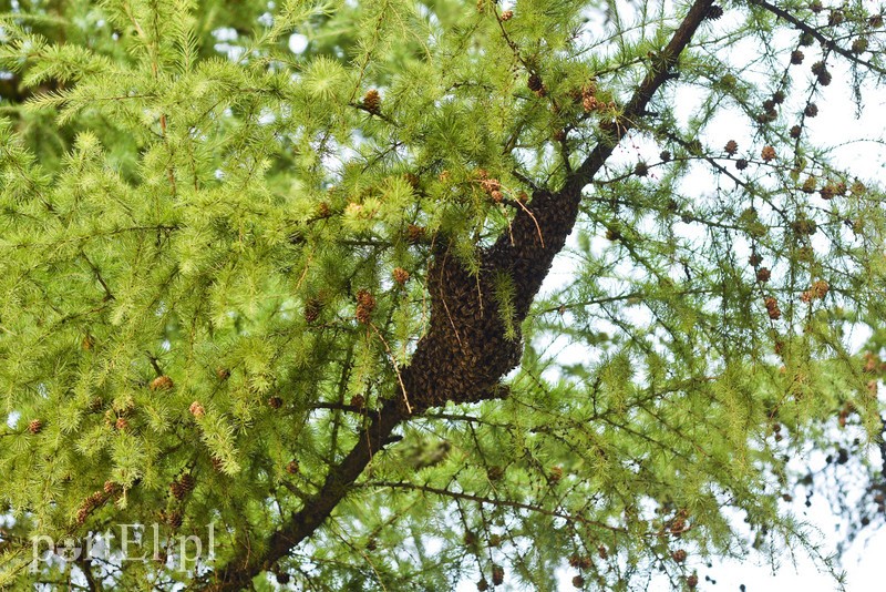 Elbląg Pszczoły na placu zabaw przedszkola