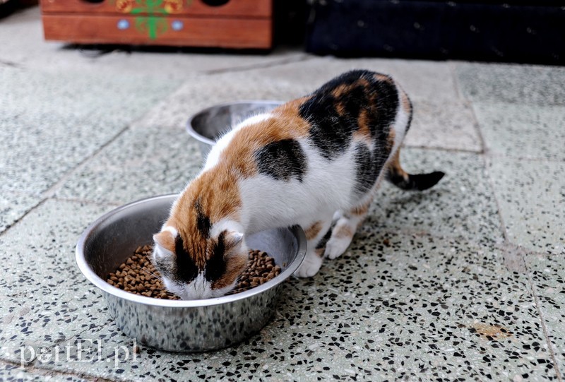 Galeria pod psem i kotem (Odc.14) zdjęcie nr 182271