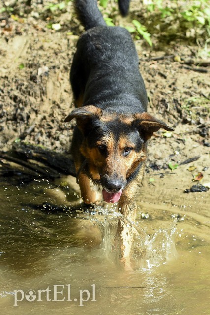 Galeria pod psem i kotem (Odc.14) zdjęcie nr 182277
