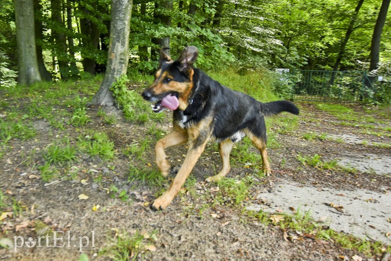 Galeria pod psem i kotem (Odc.14) zdjęcie nr 182276