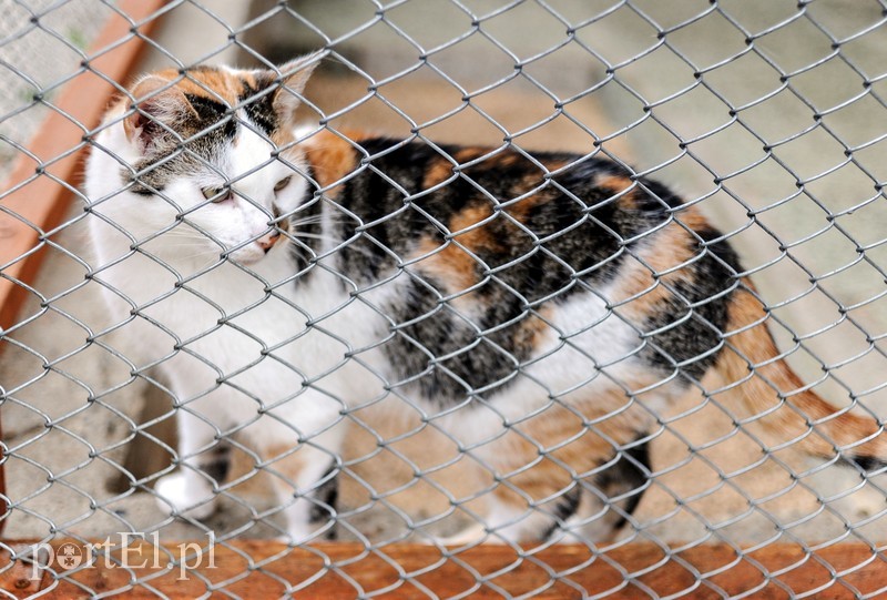 Galeria pod psem i kotem (Odc.14) zdjęcie nr 182275