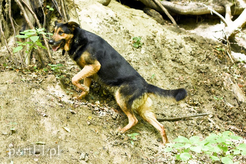 Galeria pod psem i kotem (Odc.14) zdjęcie nr 182279