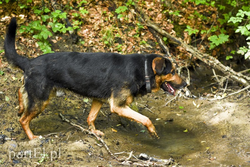 Galeria pod psem i kotem (Odc.14) zdjęcie nr 182278