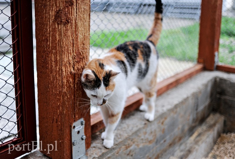 Galeria pod psem i kotem (Odc.14) zdjęcie nr 182274