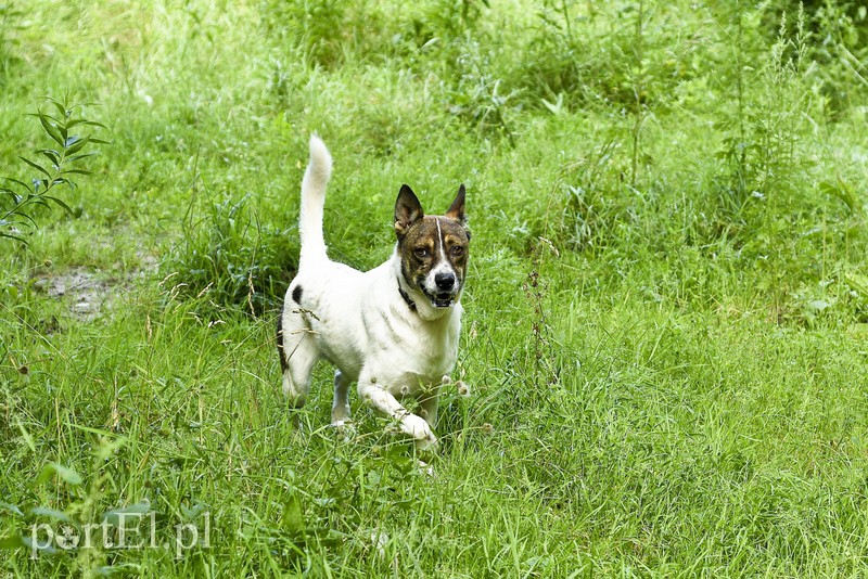 Galeria pod psem i kotem (Odc.15) zdjęcie nr 182563