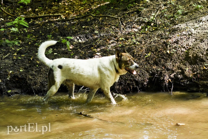Galeria pod psem i kotem (Odc.15) zdjęcie nr 182566