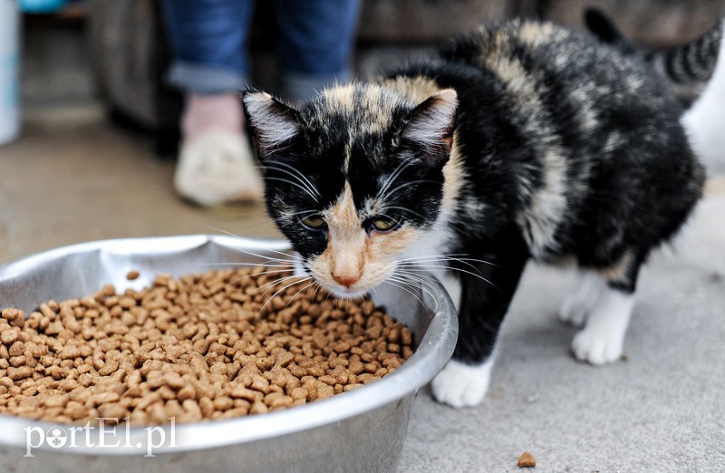 Galeria pod psem i kotem (Odc.15) zdjęcie nr 182560