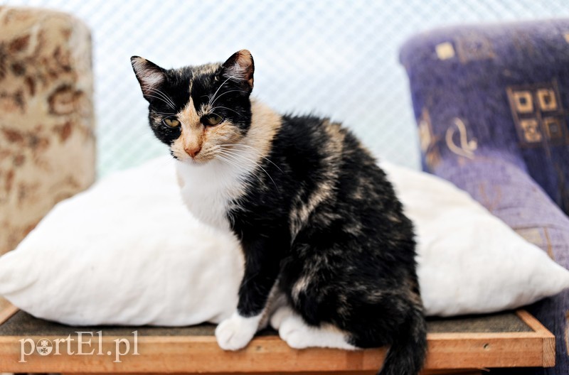 Galeria pod psem i kotem (Odc.15) zdjęcie nr 182559