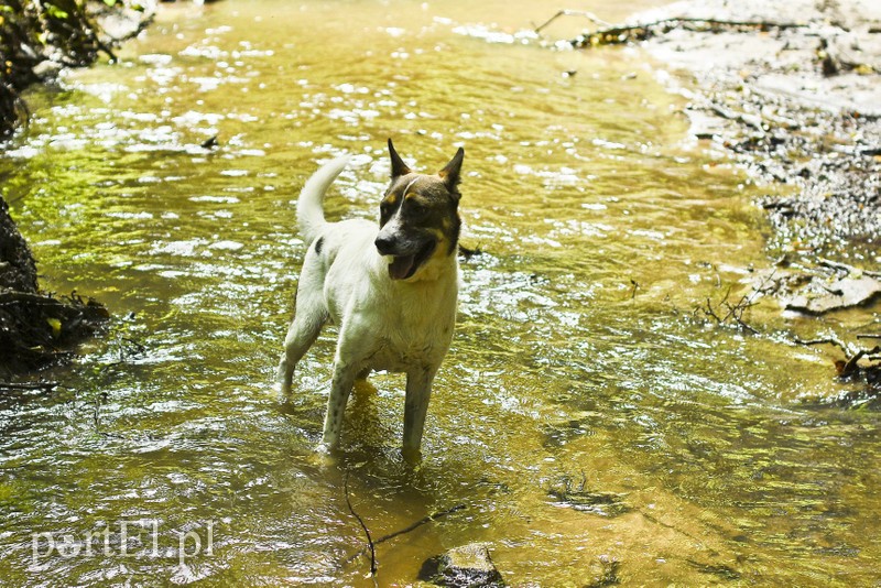 Galeria pod psem i kotem (Odc.15) zdjęcie nr 182562