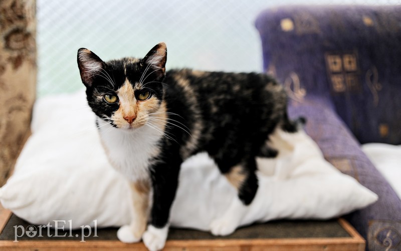 Elbląg Galeria pod psem i kotem (Odc.15)