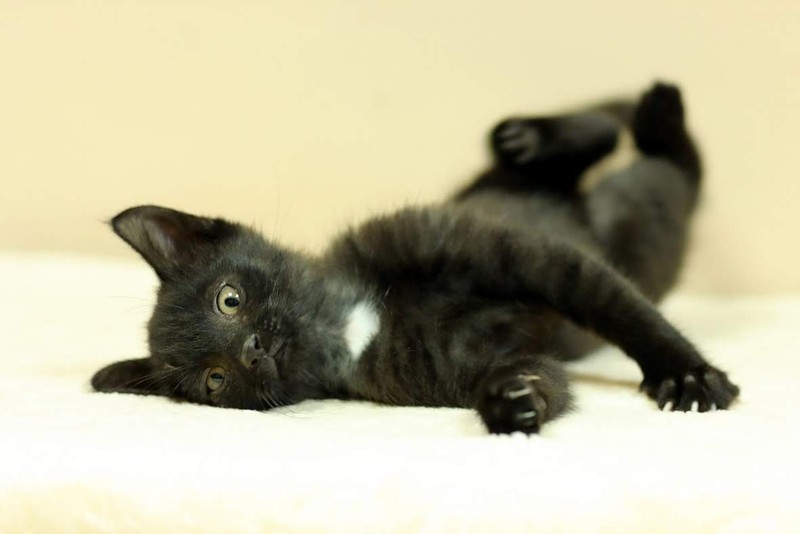 Elbląg Galeria pod psem i kotem (Odc.16)