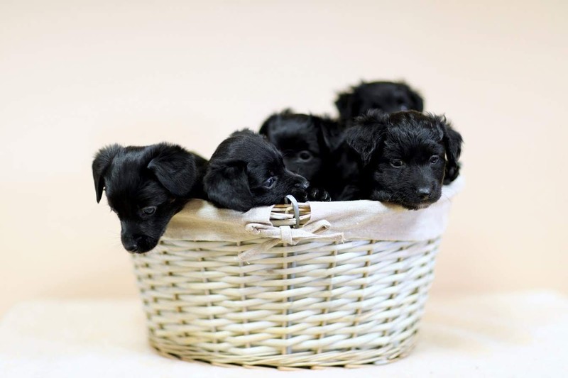 Galeria pod psem i kotem (Odc.16) zdjęcie nr 182918