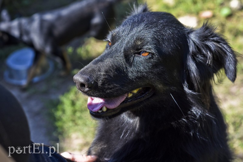 Elbląg Galeria pod psem i kotem (Odc.17)