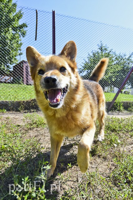 Galeria pod psem i kotem (Odc.18) zdjęcie nr 183954