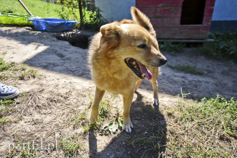 Galeria pod psem i kotem (Odc.18) zdjęcie nr 183953