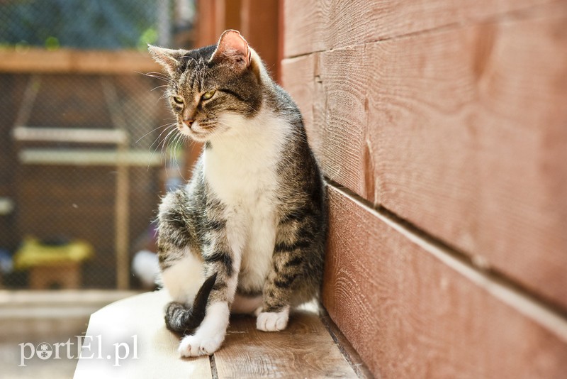 Galeria pod psem i kotem (Odc.18) zdjęcie nr 183949