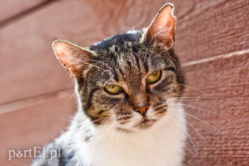 Galeria pod psem i kotem (Odc.18) zdjęcie nr 183947