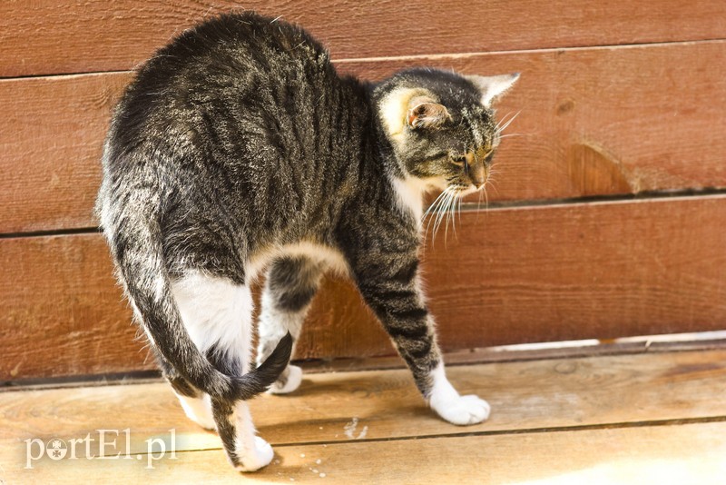 Elbląg Galeria pod psem i kotem (Odc.18)
