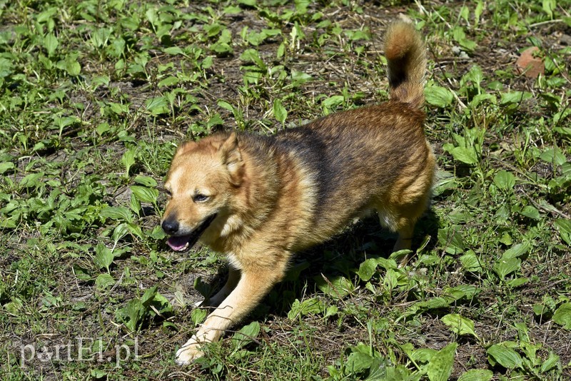 Galeria pod psem i kotem (Odc.18) zdjęcie nr 183955