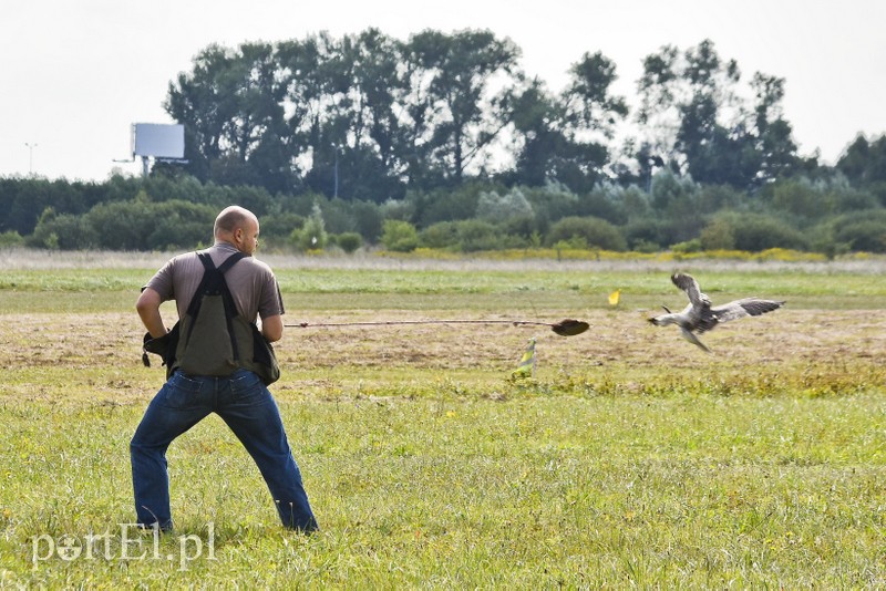 Atrakcje na ziemi i w powietrzu, czyli festyn na lotnisku zdjęcie nr 184023