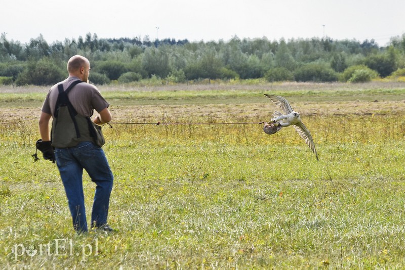 Atrakcje na ziemi i w powietrzu, czyli festyn na lotnisku zdjęcie nr 184024