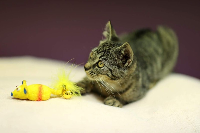 Galeria pod psem i kotem (Odc.19) zdjęcie nr 184438