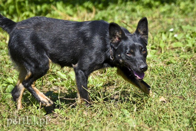 Galeria pod psem i kotem (Odc.19) zdjęcie nr 184432