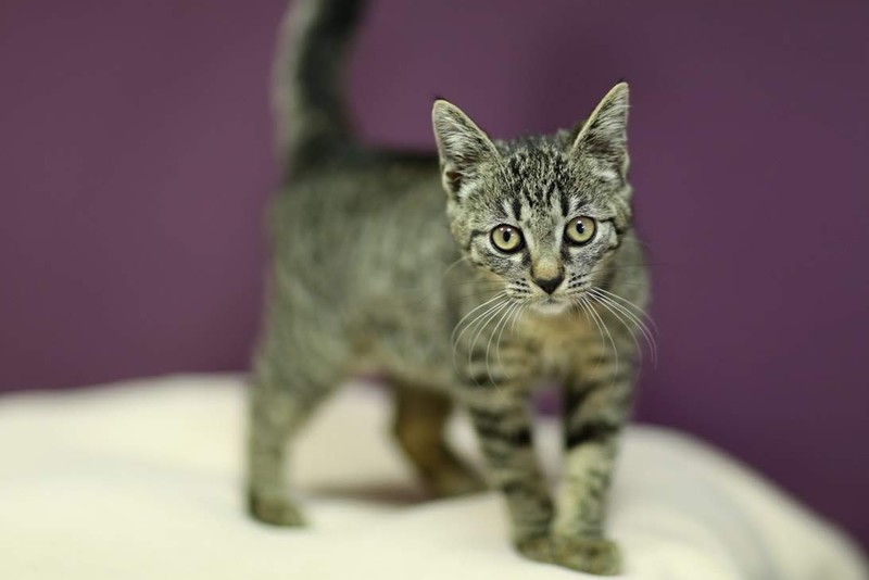 Galeria pod psem i kotem (Odc.19) zdjęcie nr 184436