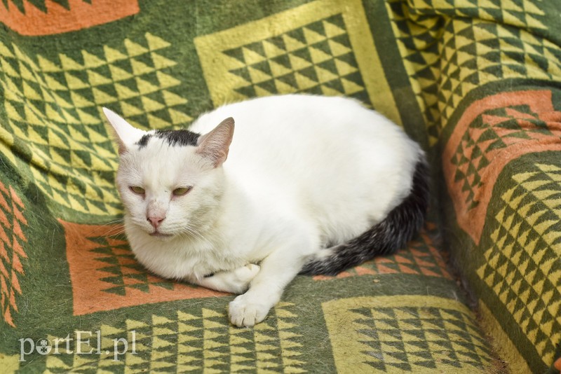 Elbląg Galeria pod psem i kotem (Odc.20)