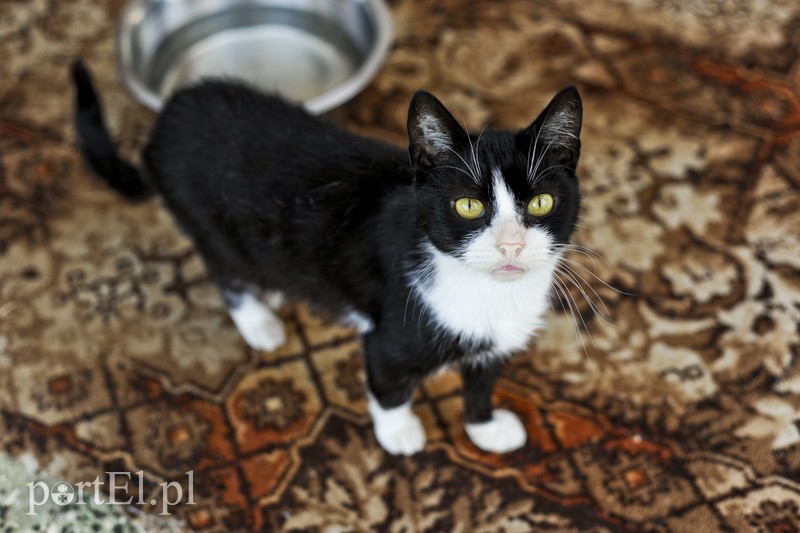 Elbląg Galeria pod psem i kotem (Odc.21)