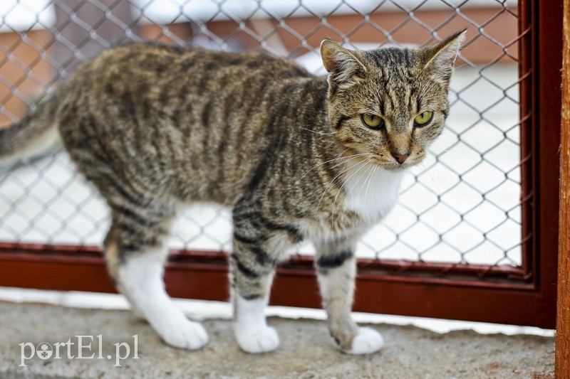 Elbląg Galeria pod psem i kotem (Odc.22)