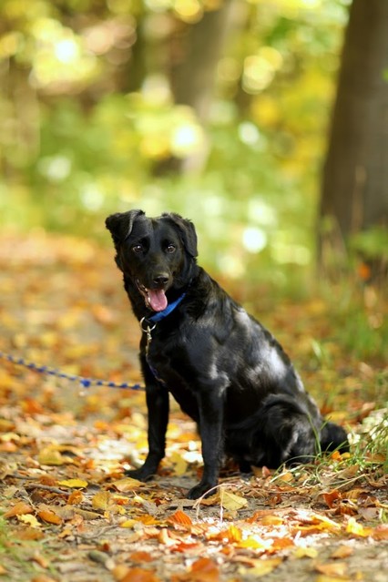 Galeria pod psem i kotem (Odc.23) zdjęcie nr 186265