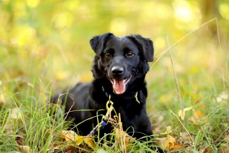 Galeria pod psem i kotem (Odc.23) zdjęcie nr 186263